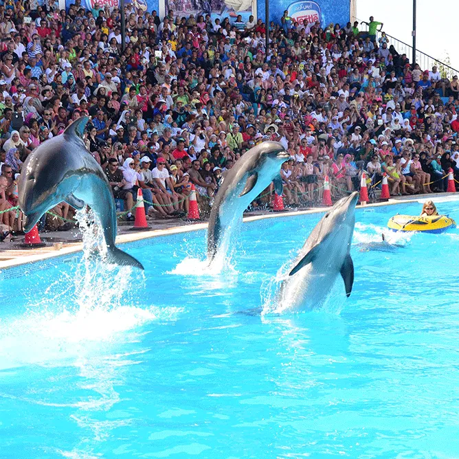 Dolphin Show